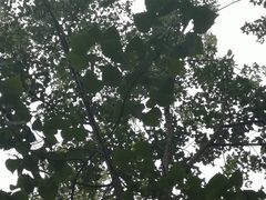 -合肥滨湖国家森林公园