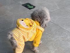 -中农国际动物医院24小时·猫科·骨科·急重症中心