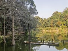 -深圳仙湖植物园
