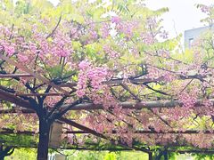 -嘉定紫藤园