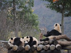 -卧龙中华大熊猫苑神树坪基地