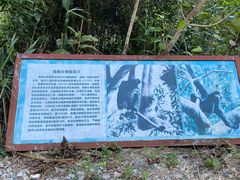 -海南热带雨林国家公园吊罗山景区