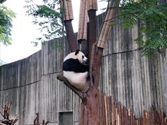 景点-成都大熊猫繁育研究基地