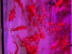 -青石桥花鸟鱼虫市场(叠翠城店)