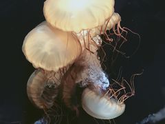 -鹿儿岛水族馆
