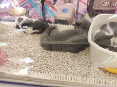 -猫冇咖·家门口的撸猫馆(大融城店)
