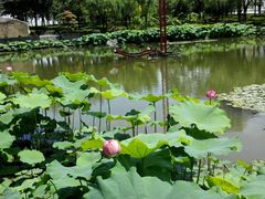 -陈家山荷花公园
