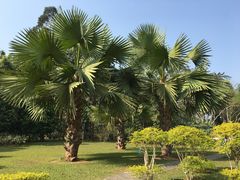 -中国科学院西双版纳热带植物园