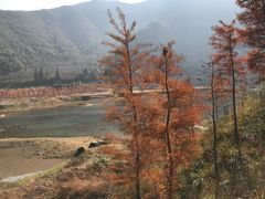 -小芝红树林