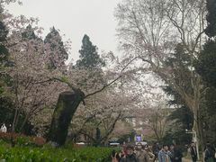 -武汉大学-樱园