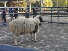 -长白岛森林公园