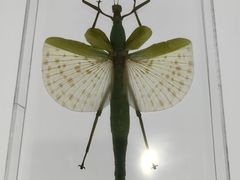 -上海昆虫博物馆