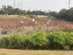 -上海长兴岛郊野公园