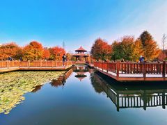 -五缘湾湿地公园