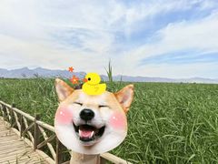 -哈素海