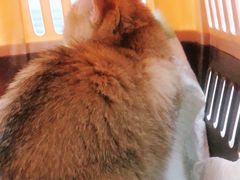 -爱侣宠医·鹦鹉专科·小型哺乳类·异宠专科(灵石路店)