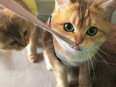 -爱侣宠医·鹦鹉专科·小型哺乳类·异宠专科(灵石路店)