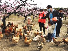 -樂桃源奉贤黄桃种植采摘基地