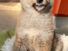 -关爱宠物医院·猫科中心·消化科(滨湖万达分院)