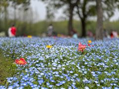 -上海滨江森林公园