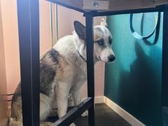 -TrueLove @ Neverland (Husky Cafe)