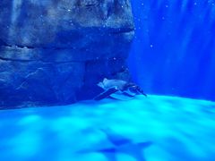 -石家庄极地海洋世界