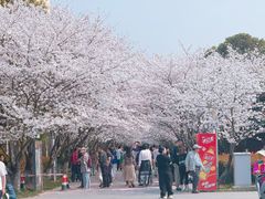 -高东镇樱花园