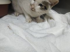 -瑞鹏宠物医院·骨科·猫科·内科(第一中心)
