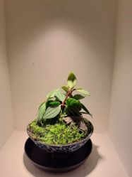 -FUMEIHUI·科技美肤·美体SPA