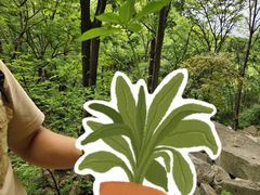 -王顺山国家森林公园