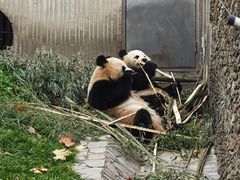 -卧龙中华大熊猫苑神树坪基地