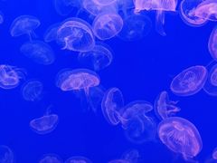 -江和美海洋公园