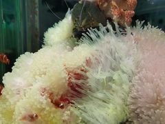 -太平洋海底世界