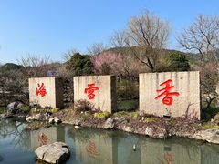 -香雪海