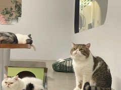 -Cappucimeow猫咪咖啡馆(韦伯时代店)