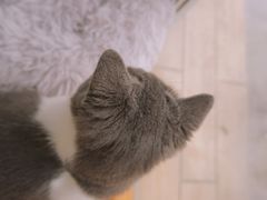 -李小姐の猫咖啡馆(五角场店)