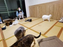 -泰国佛·塔罗·泰牌狐仙古曼