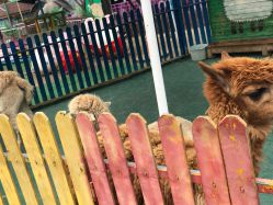 -萌宠亲子动物乐园(槐房万达店)