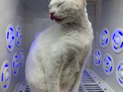 -PETKIT 小佩宠物·低压洗护·美容·寄养(安远店)