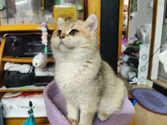 -lincat·猫舍(广州店)