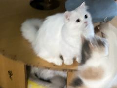 -柚子猫舍·精品猫舍购猫·猫咪认养·购宠·宠物店