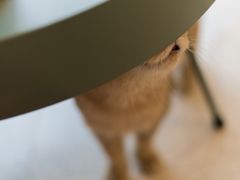-飞行喵MR PILOT|猫舍·猫咖(静安大融城店)
