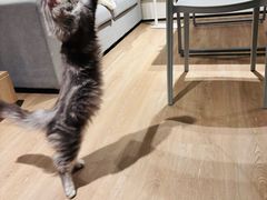 -瑞派康怡24h宠物医院·犬猫医疗中心·微创绝育(瑞景分院)