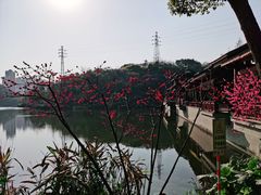 -重庆彩云湖湿地公园