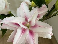 -循礼门鲜花花市(武汉循礼门店)