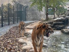 -北京野生动物园