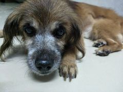 -彩虹桥宠物火化殡葬善终服务(金乐大厦店)