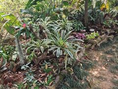 -东莞植物园