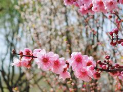 -永定河休闲森林公园