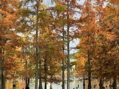 -白鹭湾湿地公园